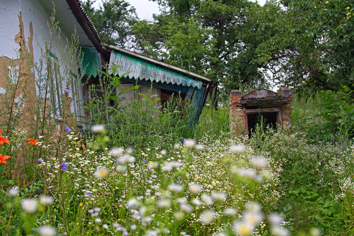 Old house surrounded by overgrown wildflowers